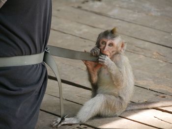 Portrait of monkey holding bag belt of person