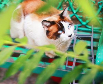 Portrait of cat on plant