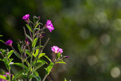 Close-up of pink flowers blooming outdoors