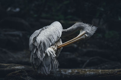 Close-up of bird perching on rock