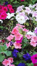 High angle view of pink flowers blooming outdoors