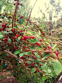 Close-up of berries growing on tree