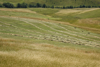 Scenic view of agricultural field