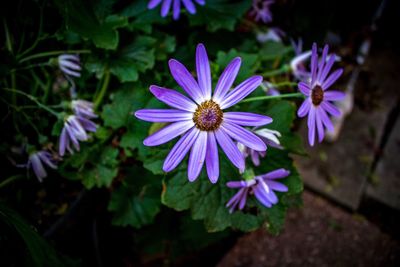 Close-up of purple flowers blooming outdoors