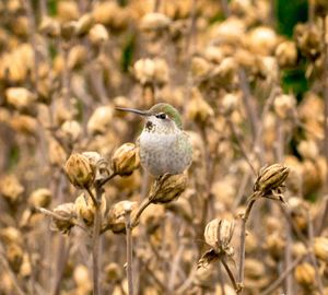 Close-up of bird perching on a flower