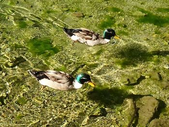 High angle view of ducks in lake