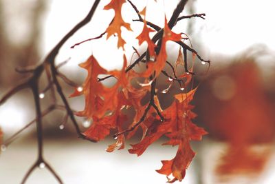 Close-up of leaves on tree trunk