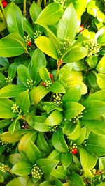 Close-up of berries growing on tree