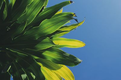 Low angle view of plant against clear blue sky