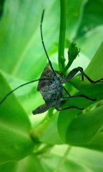 Close-up of insect on leaf