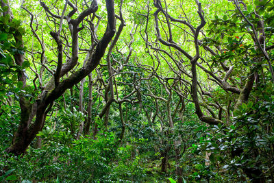 Trees in forest