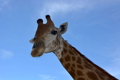 Low angle view of giraffe against sky