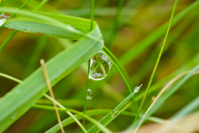 Close-up of water drops on grass