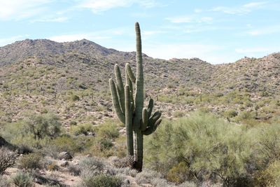 Cactus and scenery