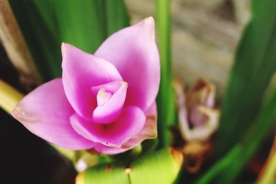 Close-up of pink flowers