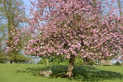 View of cherry blossom tree in field