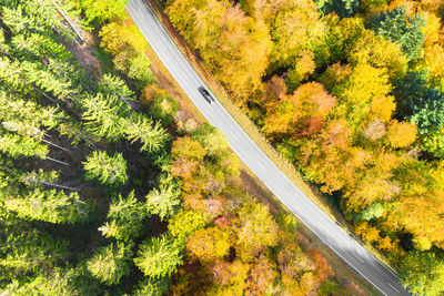 High angle view of road amidst trees in forest