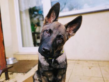 German shepherd puppy dog curious