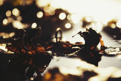 Close-up of leaves at night