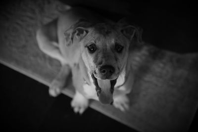 High angle portrait of dog at home