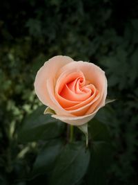 Close-up of rose flower