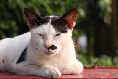 Close-up portrait of a cat