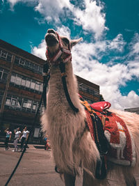 Horse against sky in city