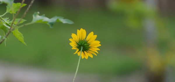 Close-up of yellow flowering plant