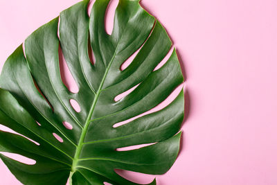 Pink monochrome tropical background with monster leaves.
