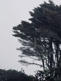 Low angle view of trees against clear sky