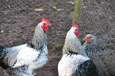 View of checken  birds by the fence