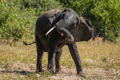 African elephant stands shaking head near bushes