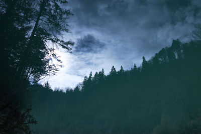 Low angle view of trees in forest against sky