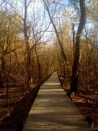 View of trees in forest during autumn