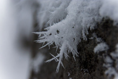 Close-up of frozen plant