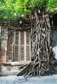 Tree growing in abandoned building