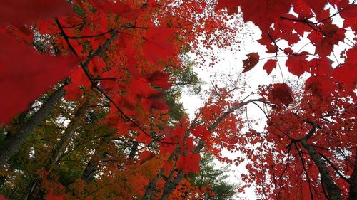 Low angle view of trees