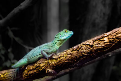 Close-up of lizard on tree