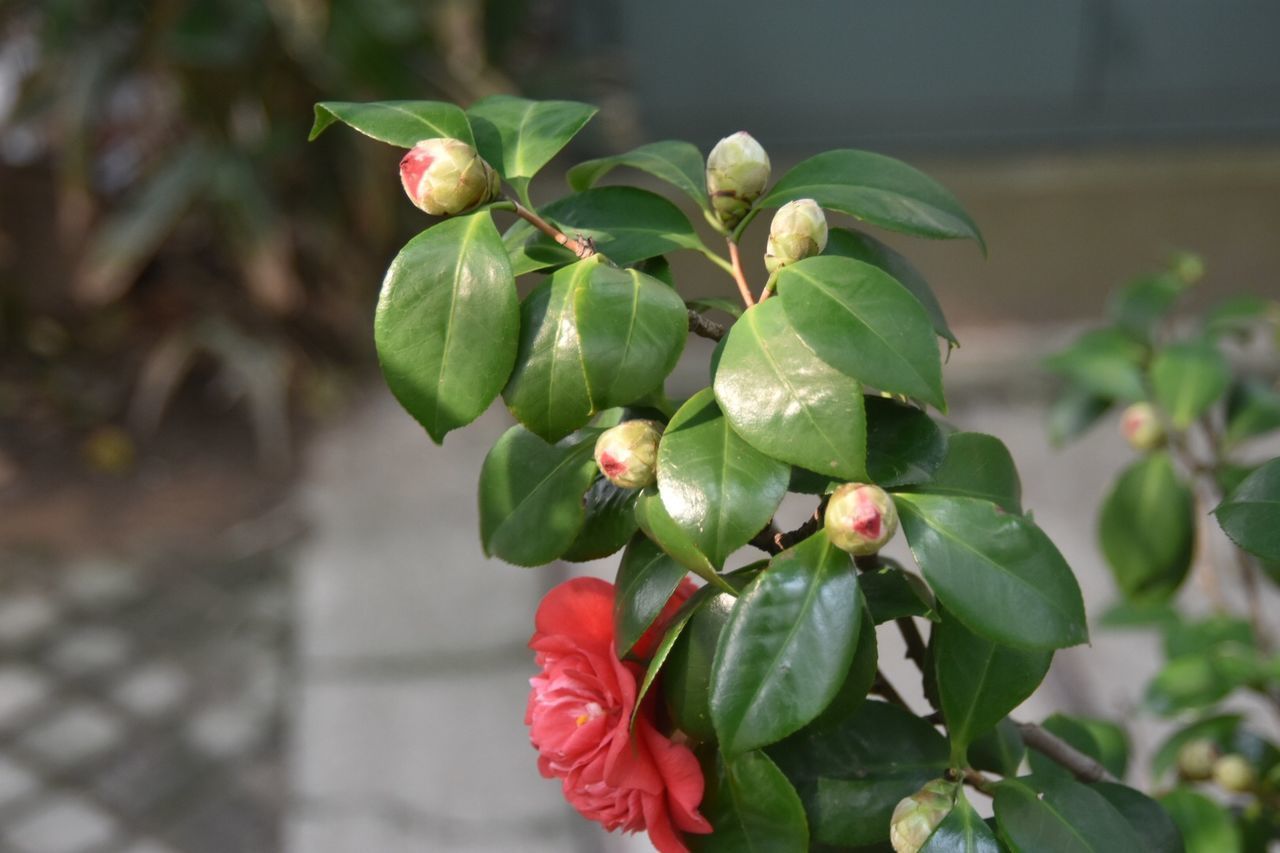 CLOSE-UP OF BERRIES ON PLANT