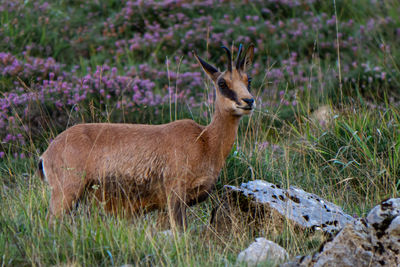 Side view of an animal on field