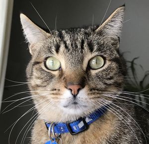 Close-up portrait of tabby cat 