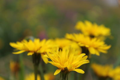 Close-up of yellow flowers blooming outdoors