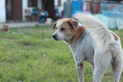 Dog looking away on field