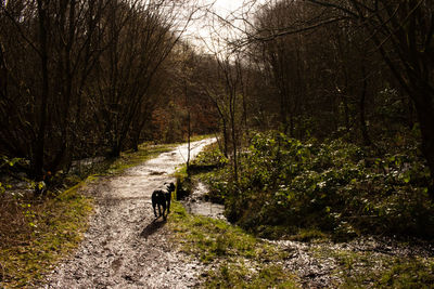 Dog walking on footpath in forest