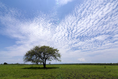 Trees on field against sky