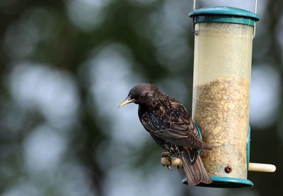 Close-up of bird perching on feeder