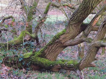 Ivy growing on tree