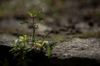 Close-up of small plant growing on field