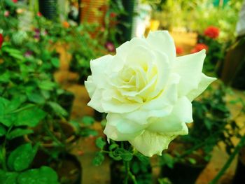 Close-up of flower blooming outdoors