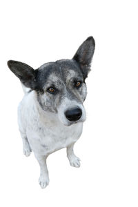 Close-up portrait of dog against white background